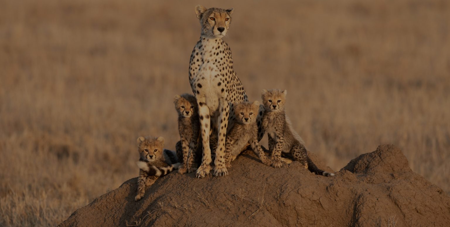 THE VICMOS TOURS & SAFARIS LTD