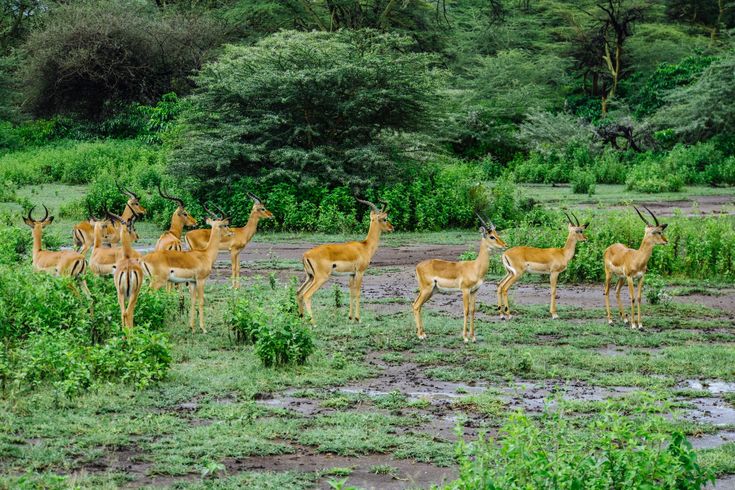 Missk Africa Safaris