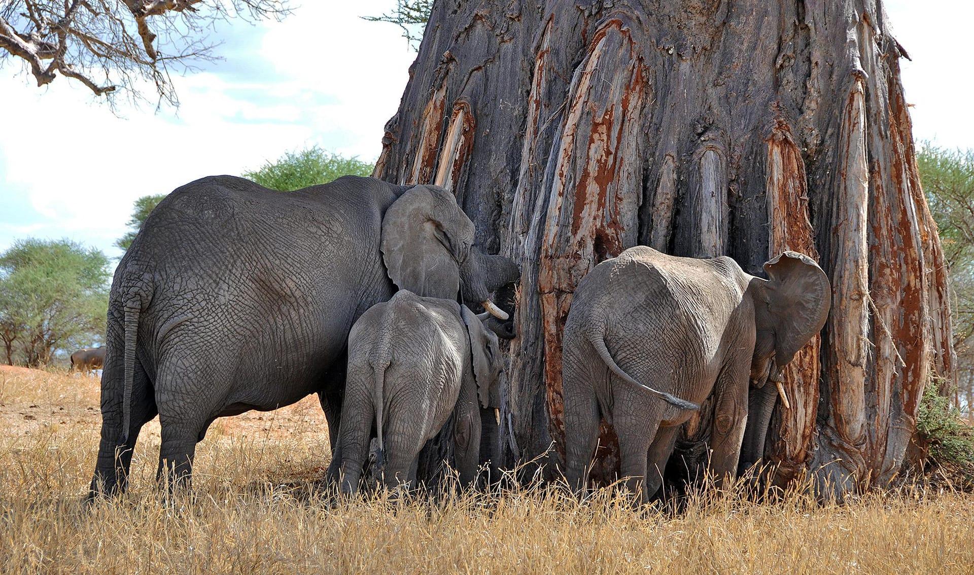 Berngo Safaris, LLC