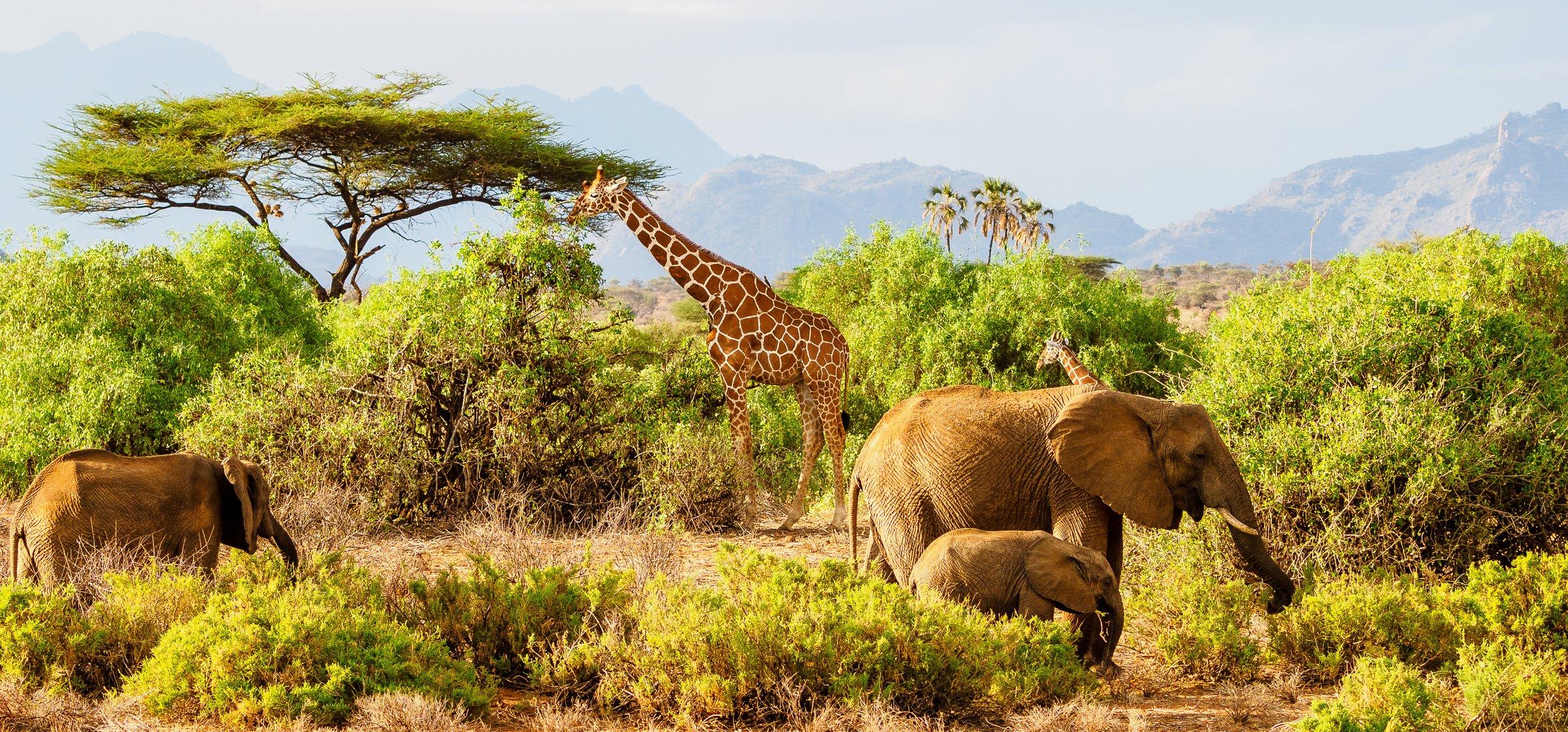 Berngo Safaris, LLC