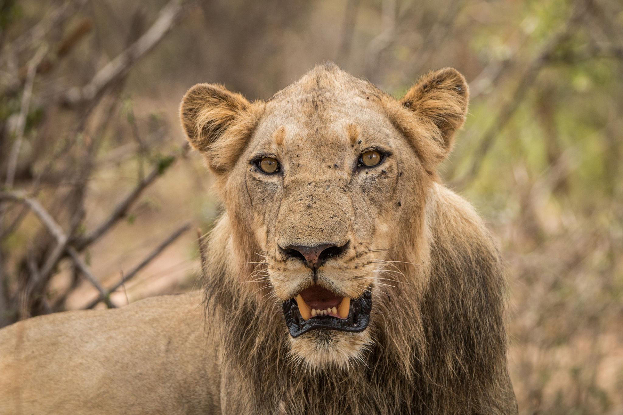 Berngo Safaris, LLC