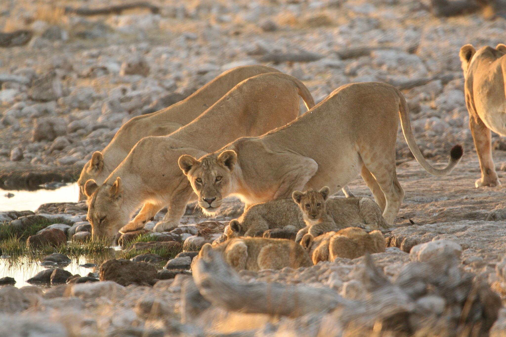 Berngo Safaris, LLC