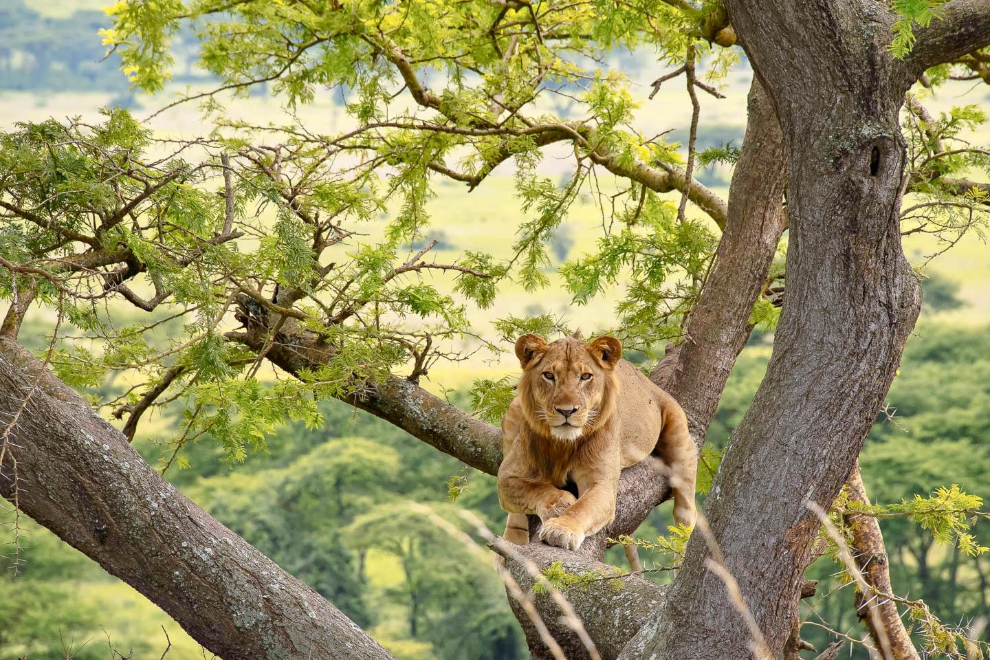 Berngo Safaris, LLC