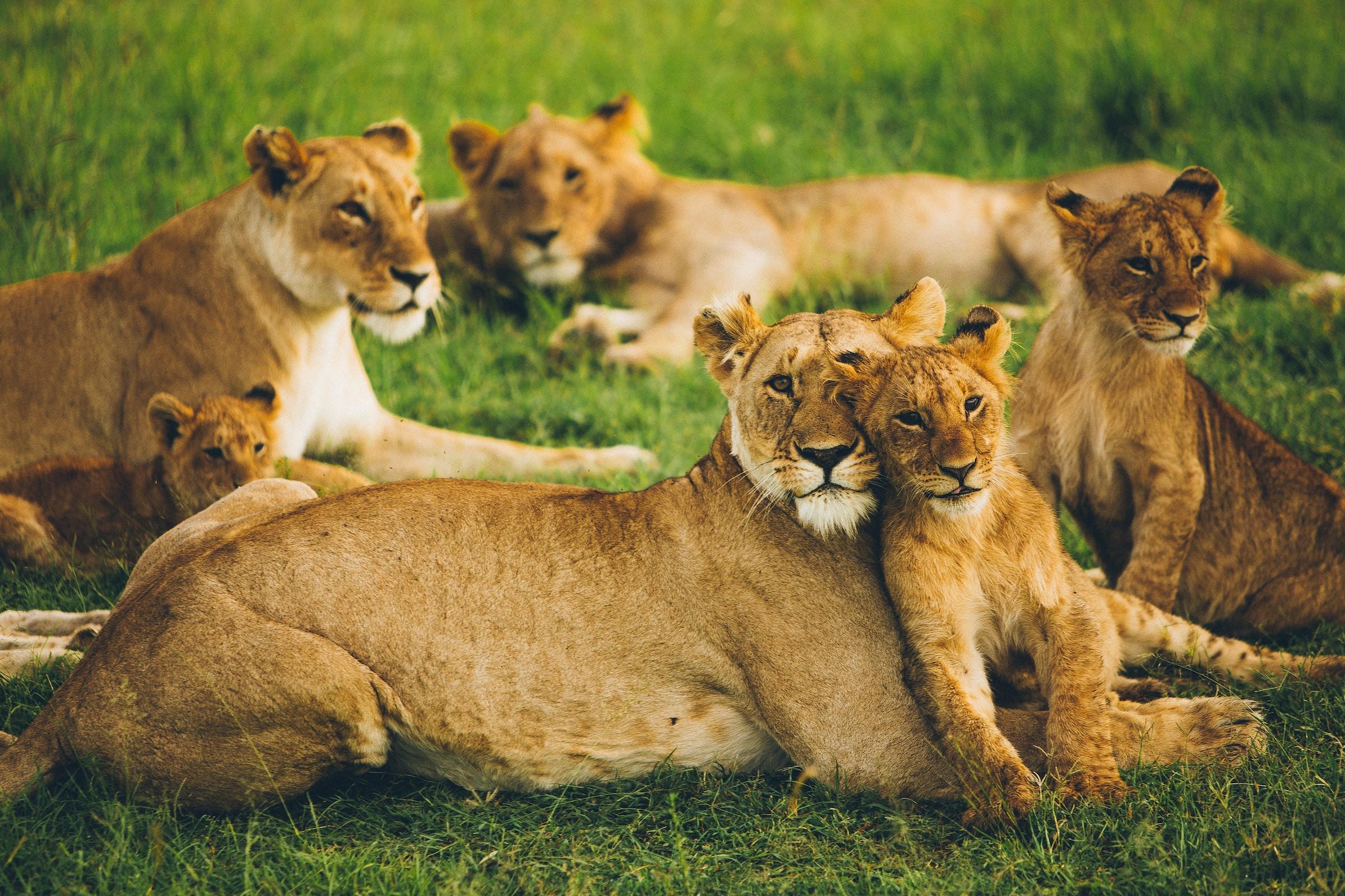 Berngo Safaris, LLC