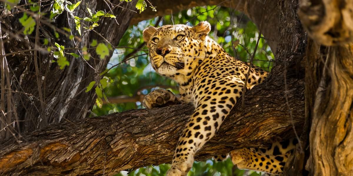 Berngo Safaris, LLC