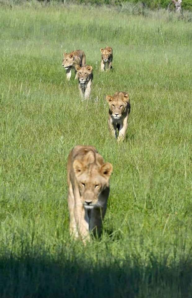 Okavango Experience