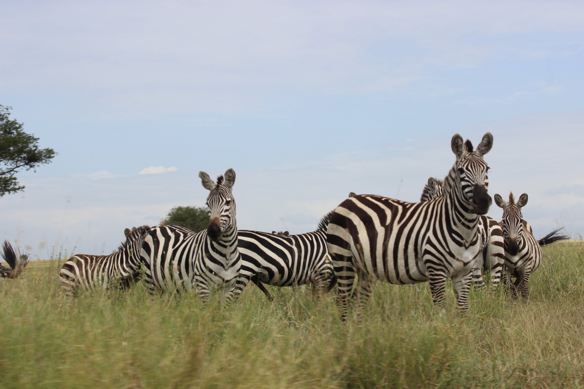 Rubaba Safaris & Tours