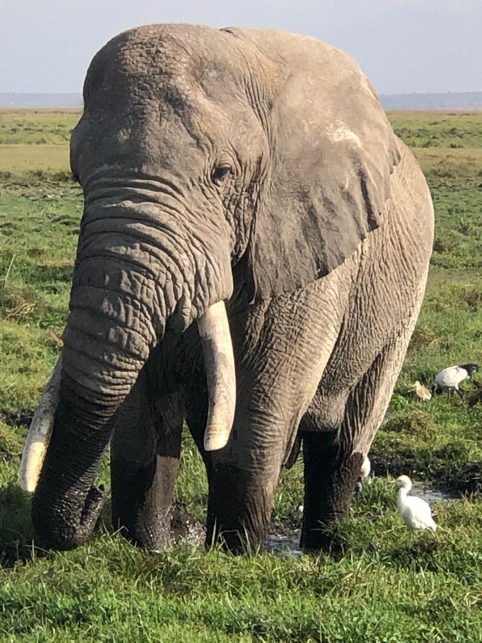 GLIMPSE OF TANZANIA SAFARIS