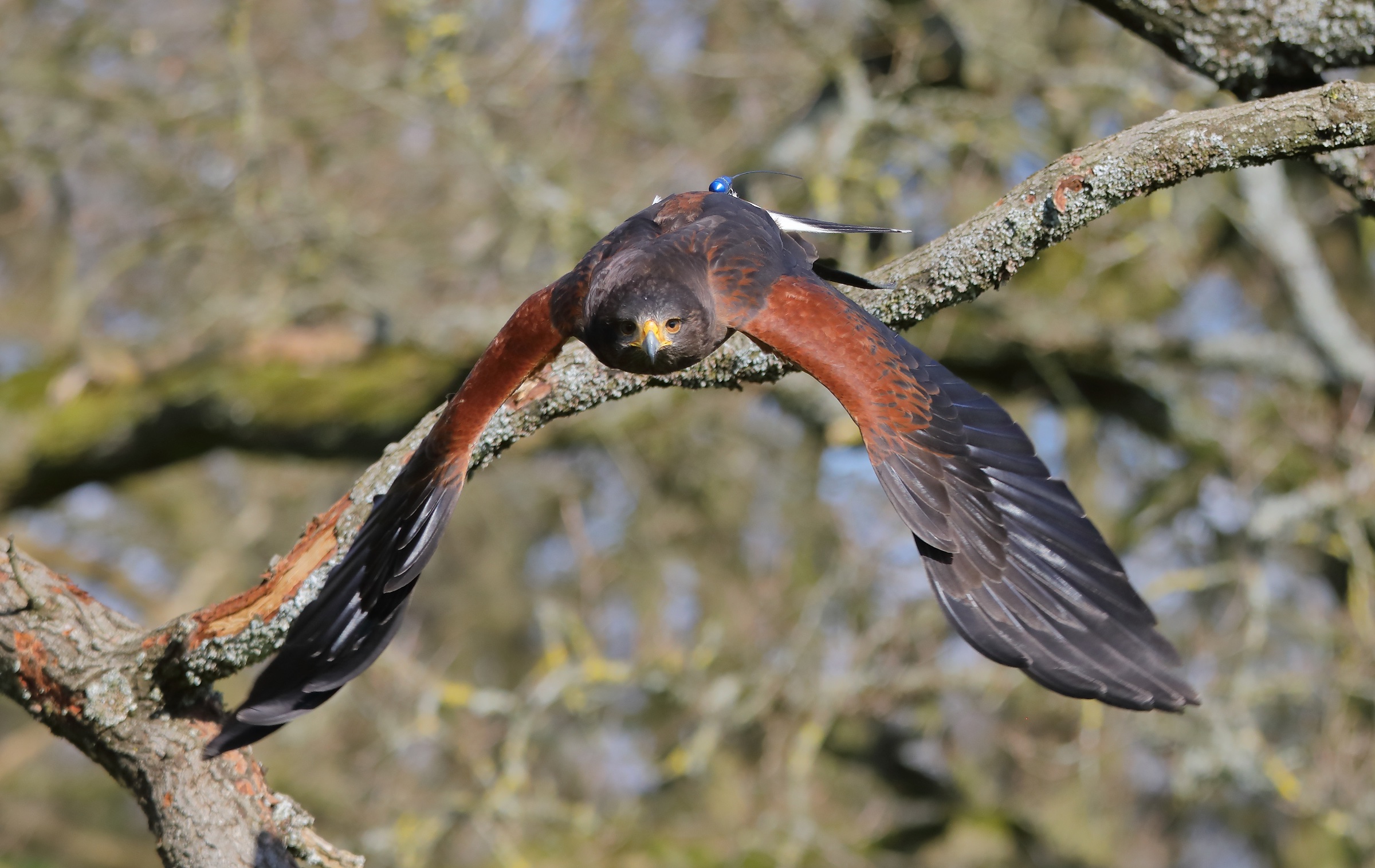 Hawkins Falconry