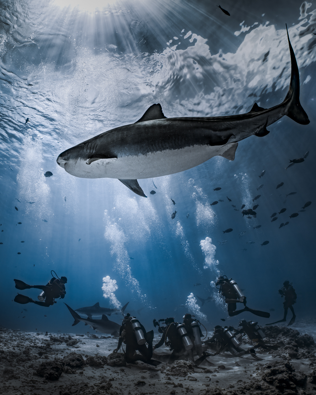 Liquid Shark Divers