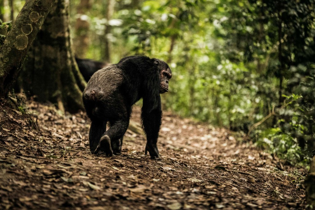 Hirwa Safaris