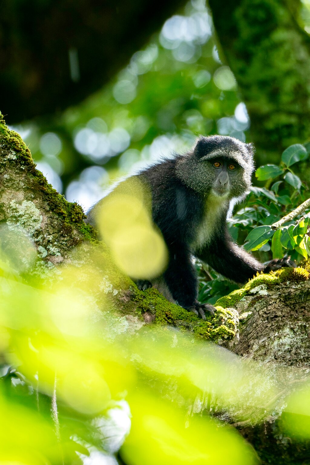 Nyumbu Trek