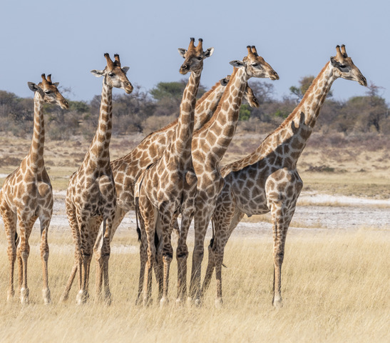 Rafiki Tours and Safaris Cc