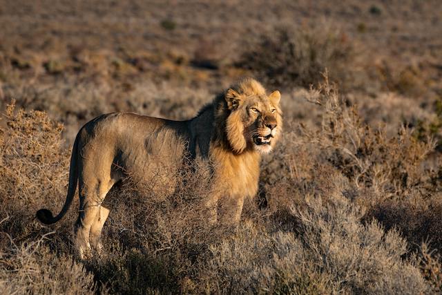 Jerodi Africa Safari