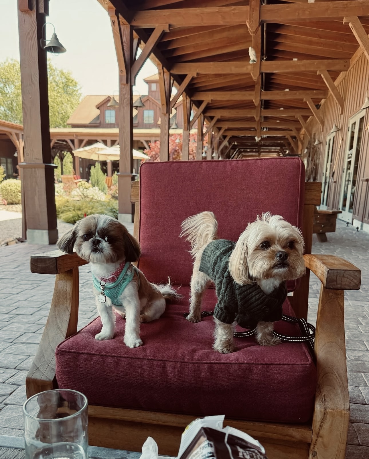 Dog Friendly Wine Tours