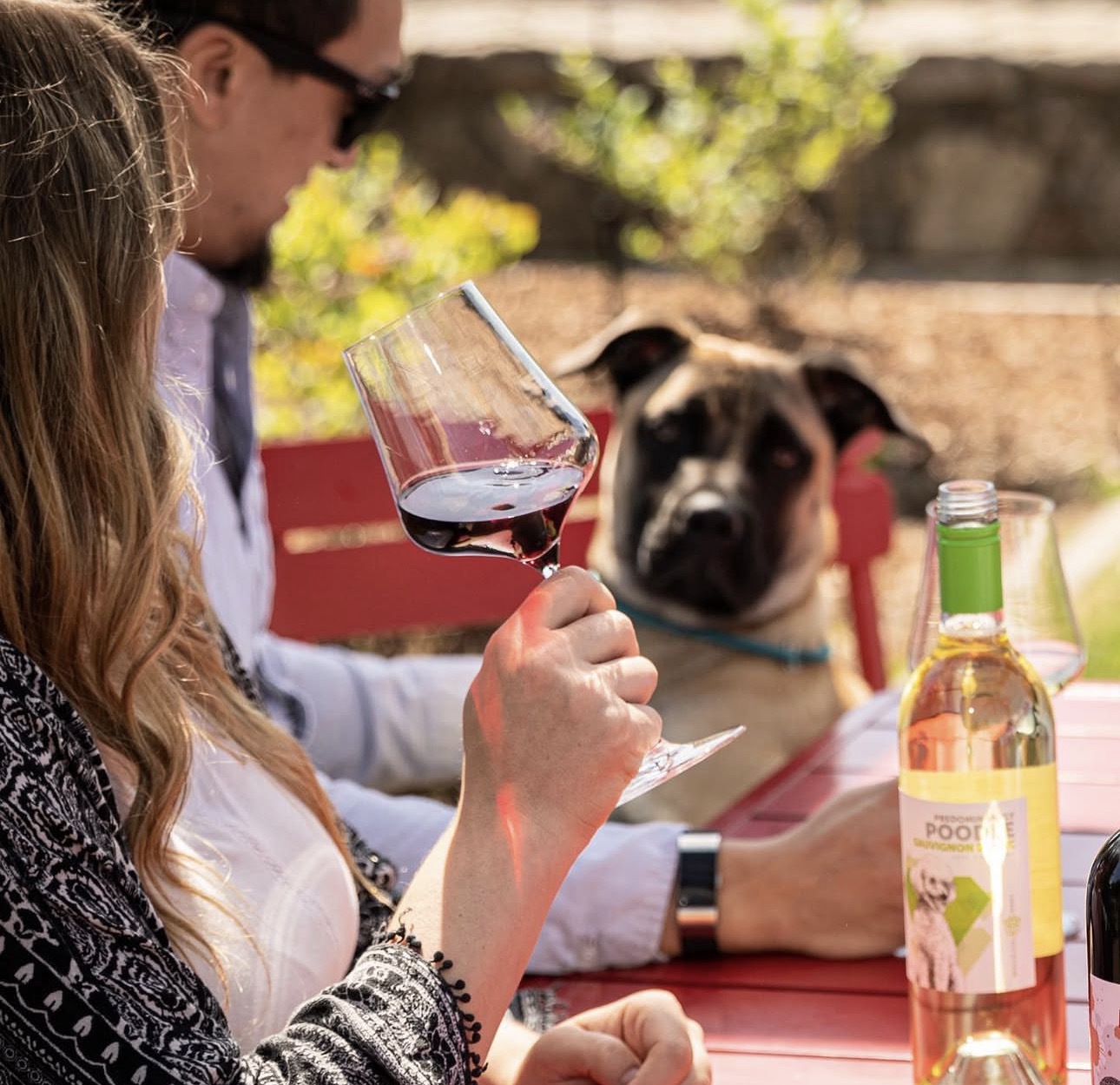 Dog Friendly Wine Tours