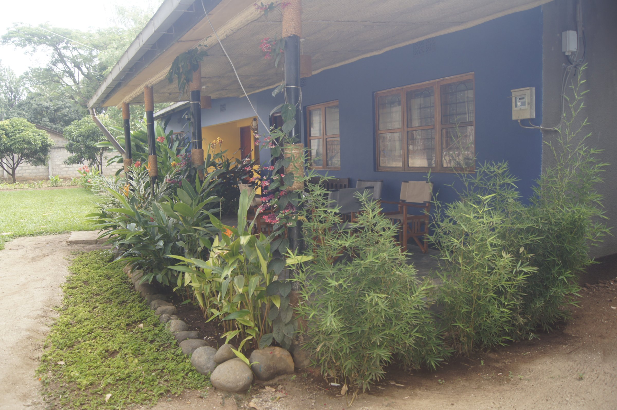Blue Cactus Shanty