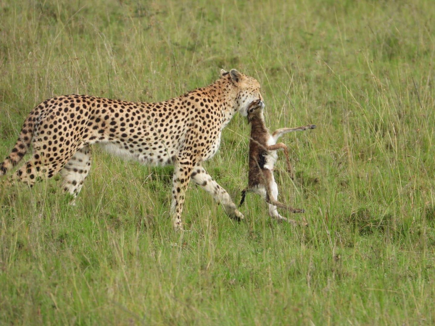 Toto Tembo Safaris