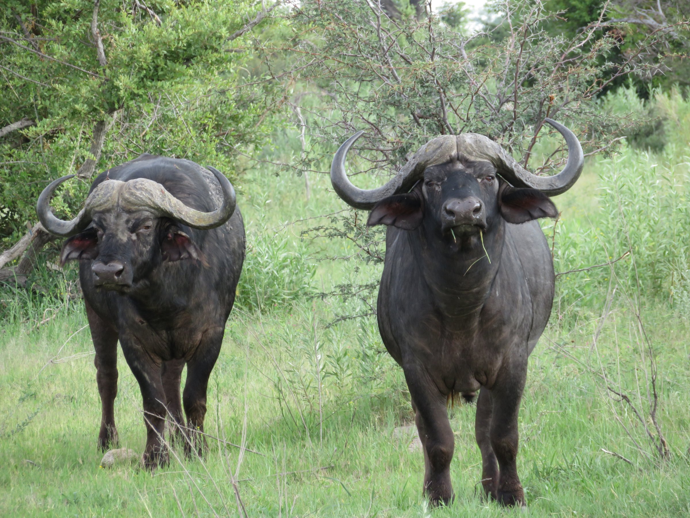 Afrimork Tours Botswana