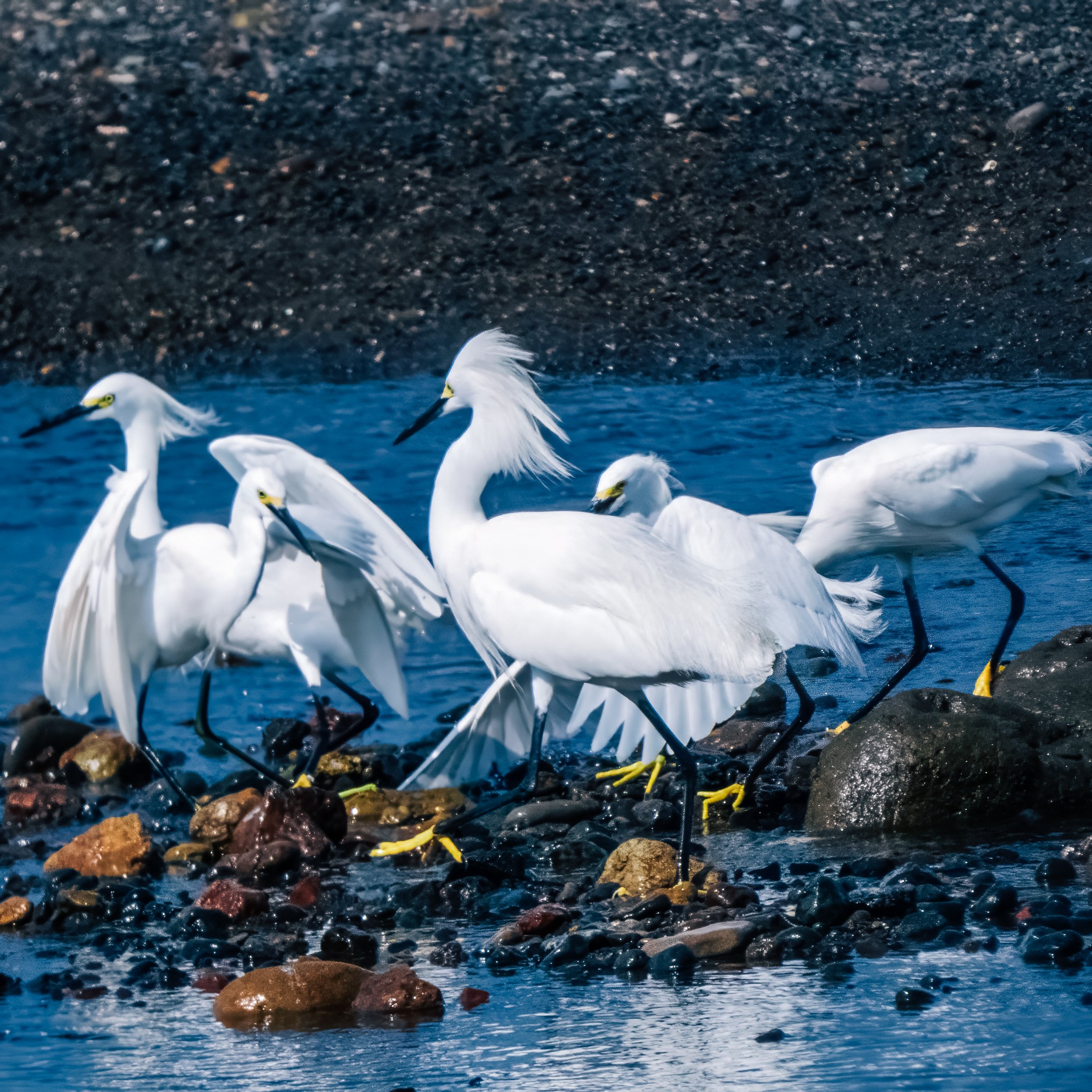 Birdwatching Tours El Salvador