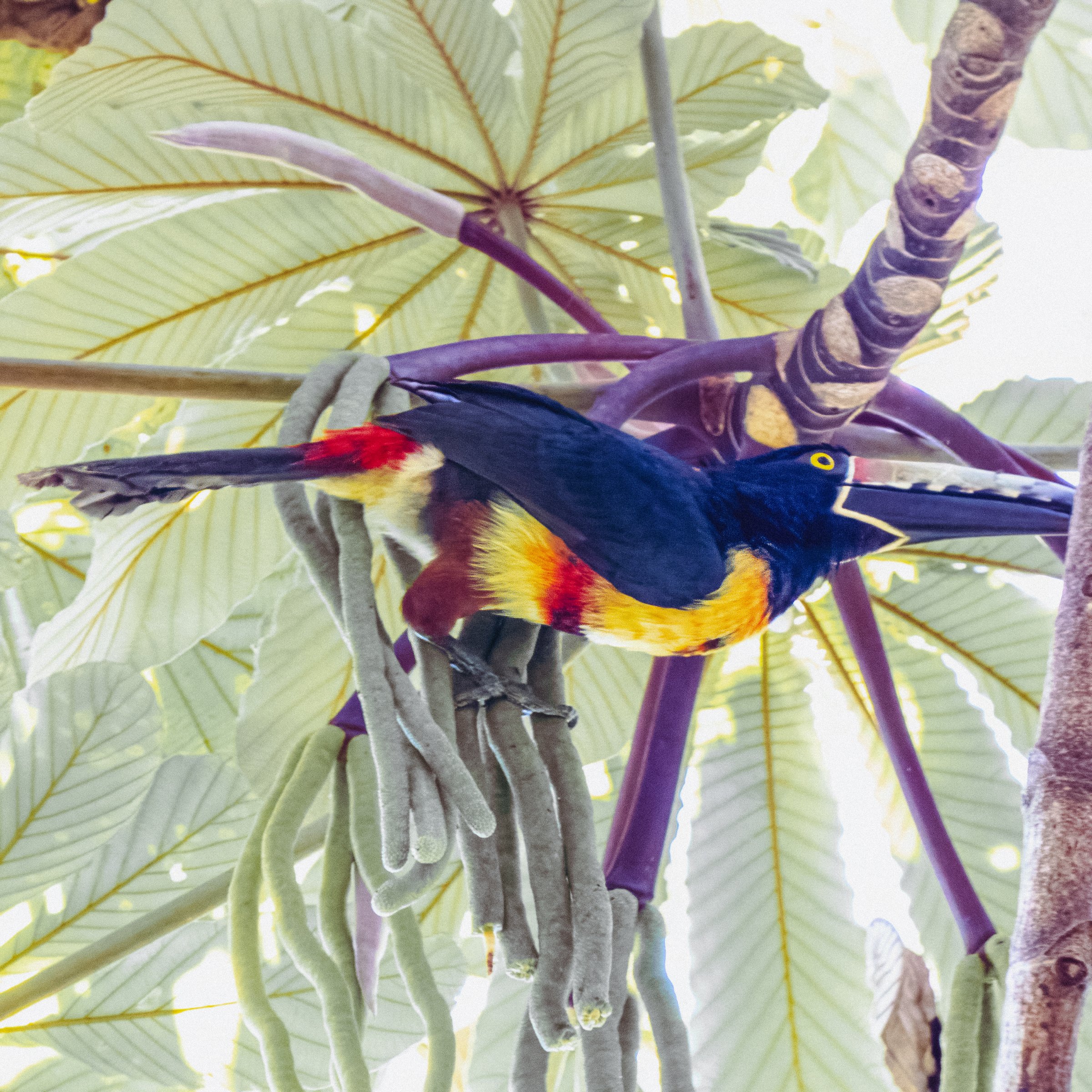 Birdwatching Tours El Salvador