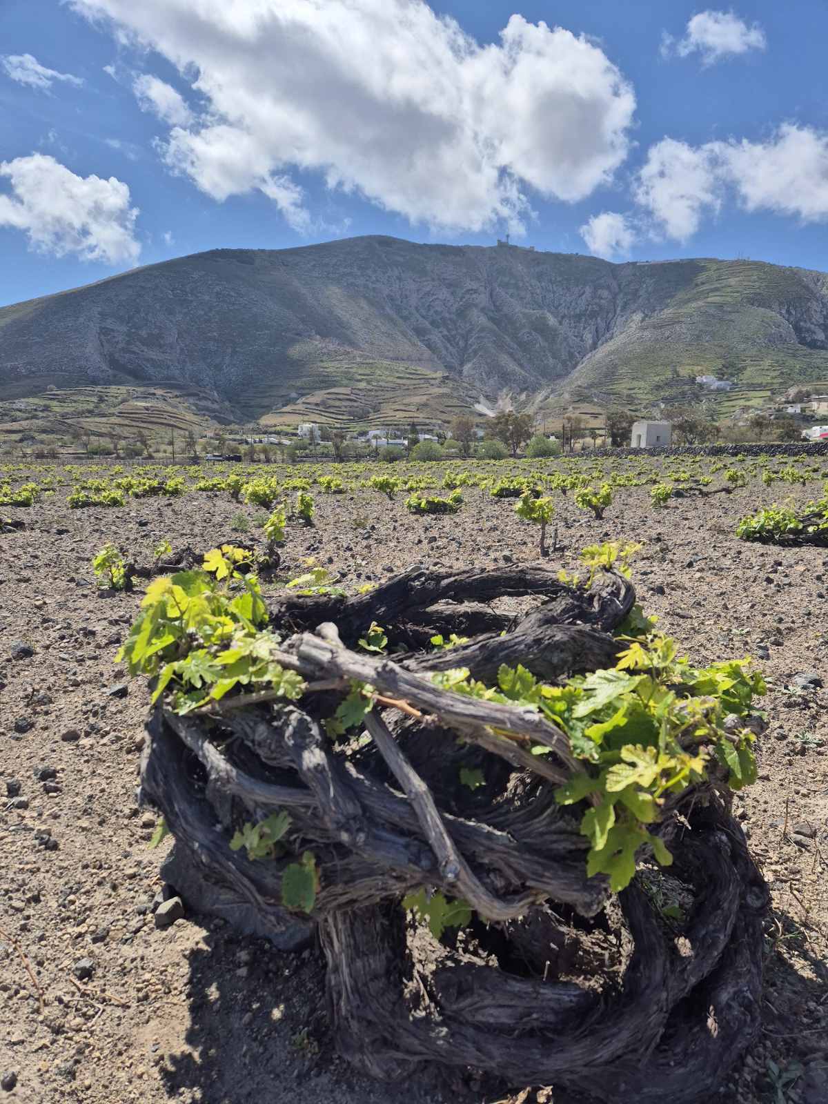 TERROIR SANTORINI