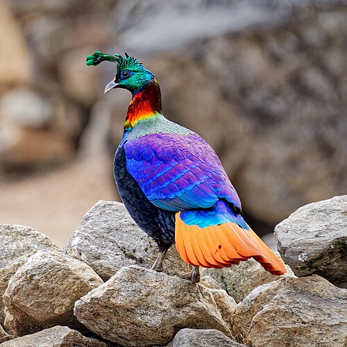 Cold Feet Adventure Nepal