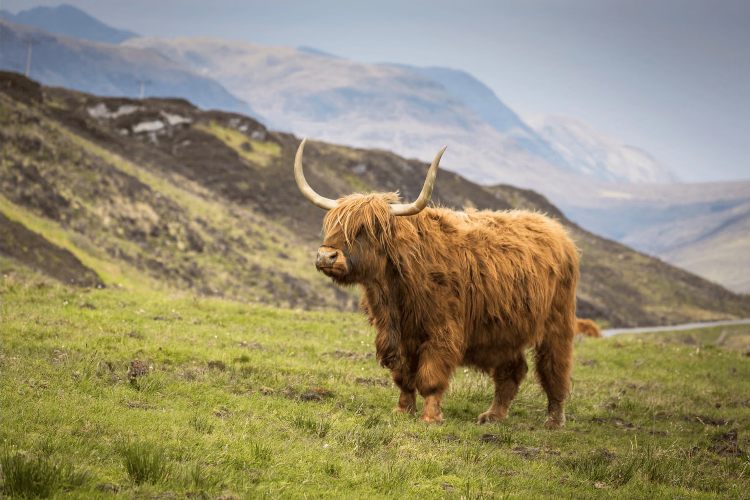 Scottish Odyssey