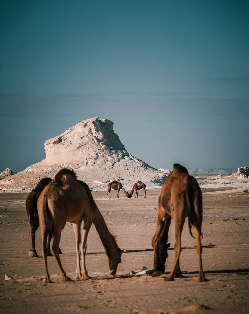 White Desert Egypt Tour