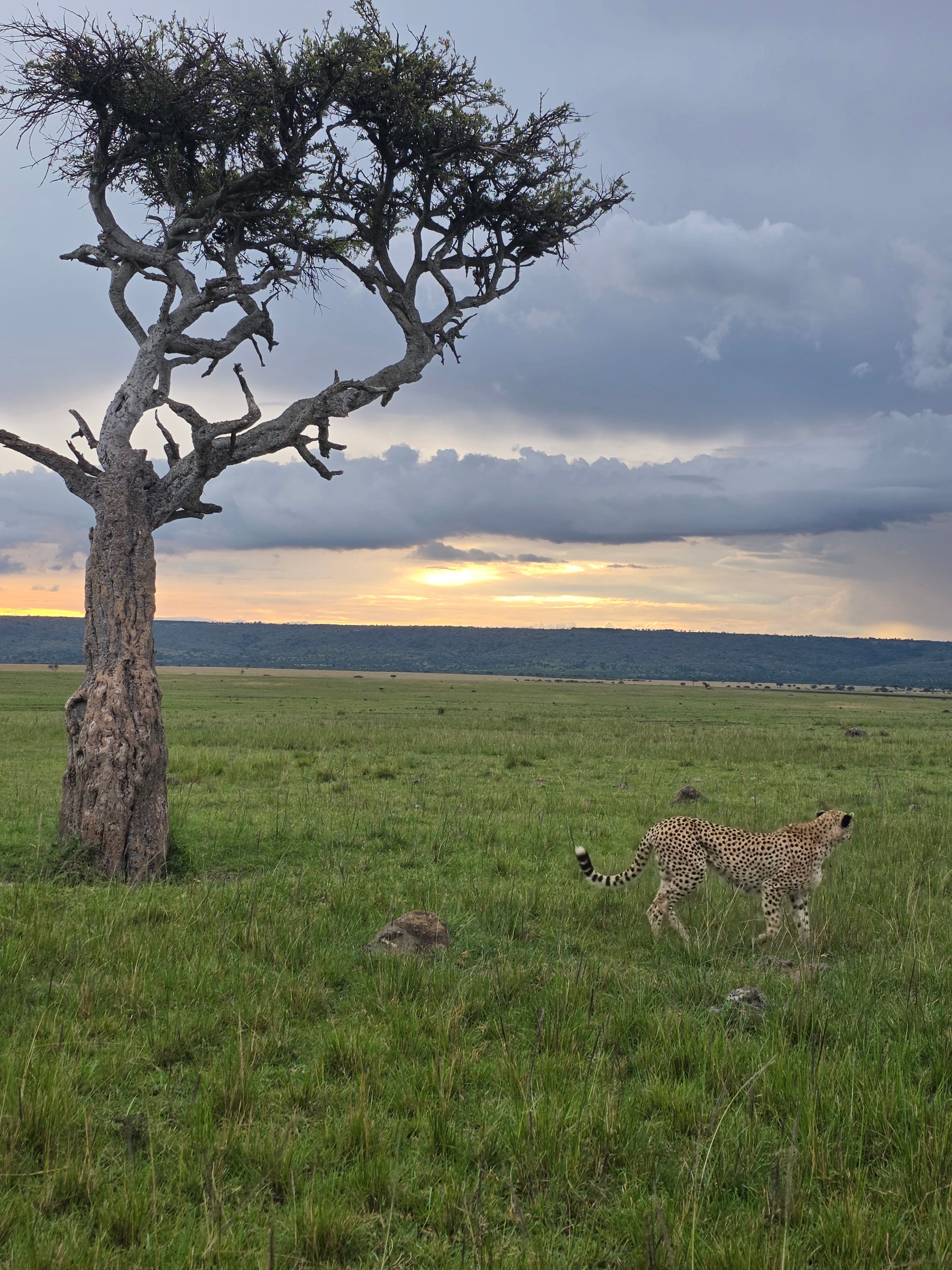 Kenya Safaris Holiday