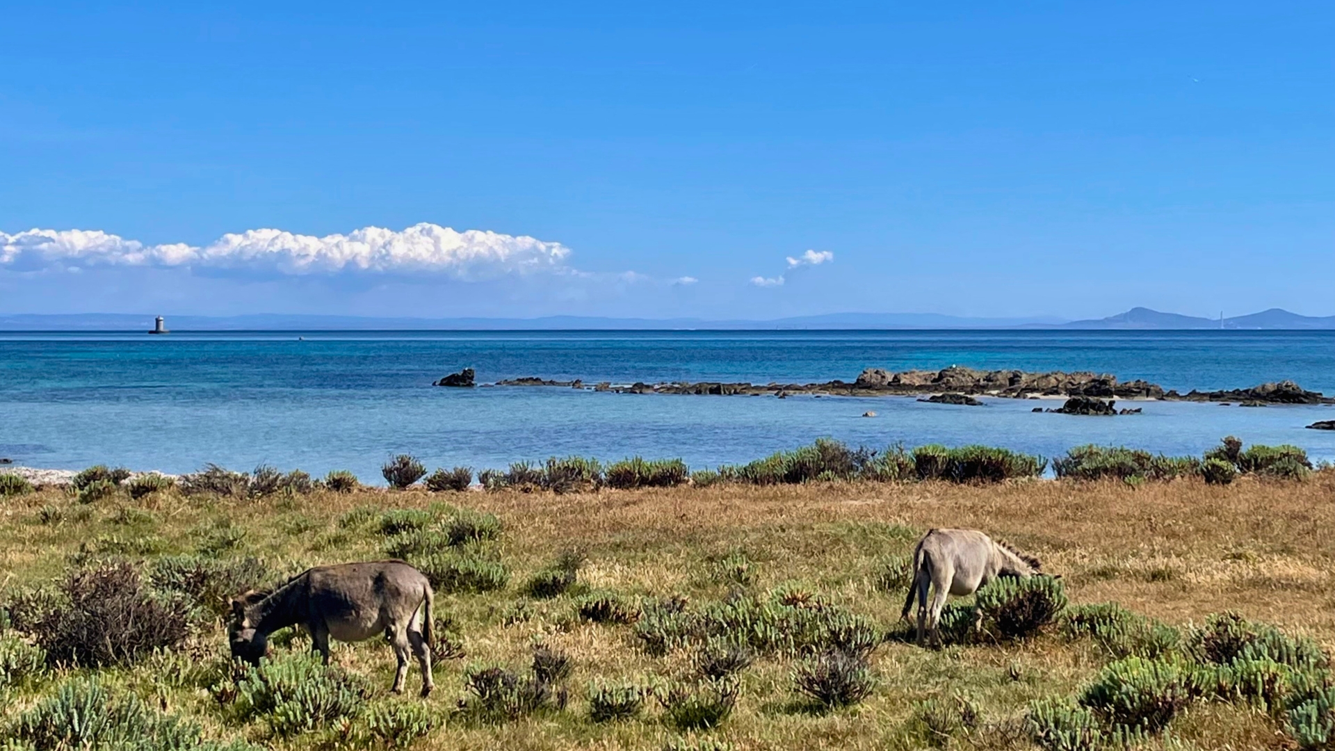Worldrise SEATY AMP Asinara