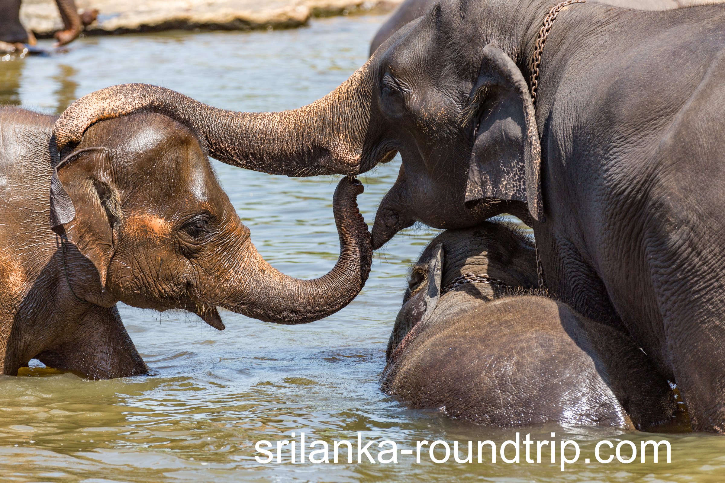 srilanka-roundtrip.com