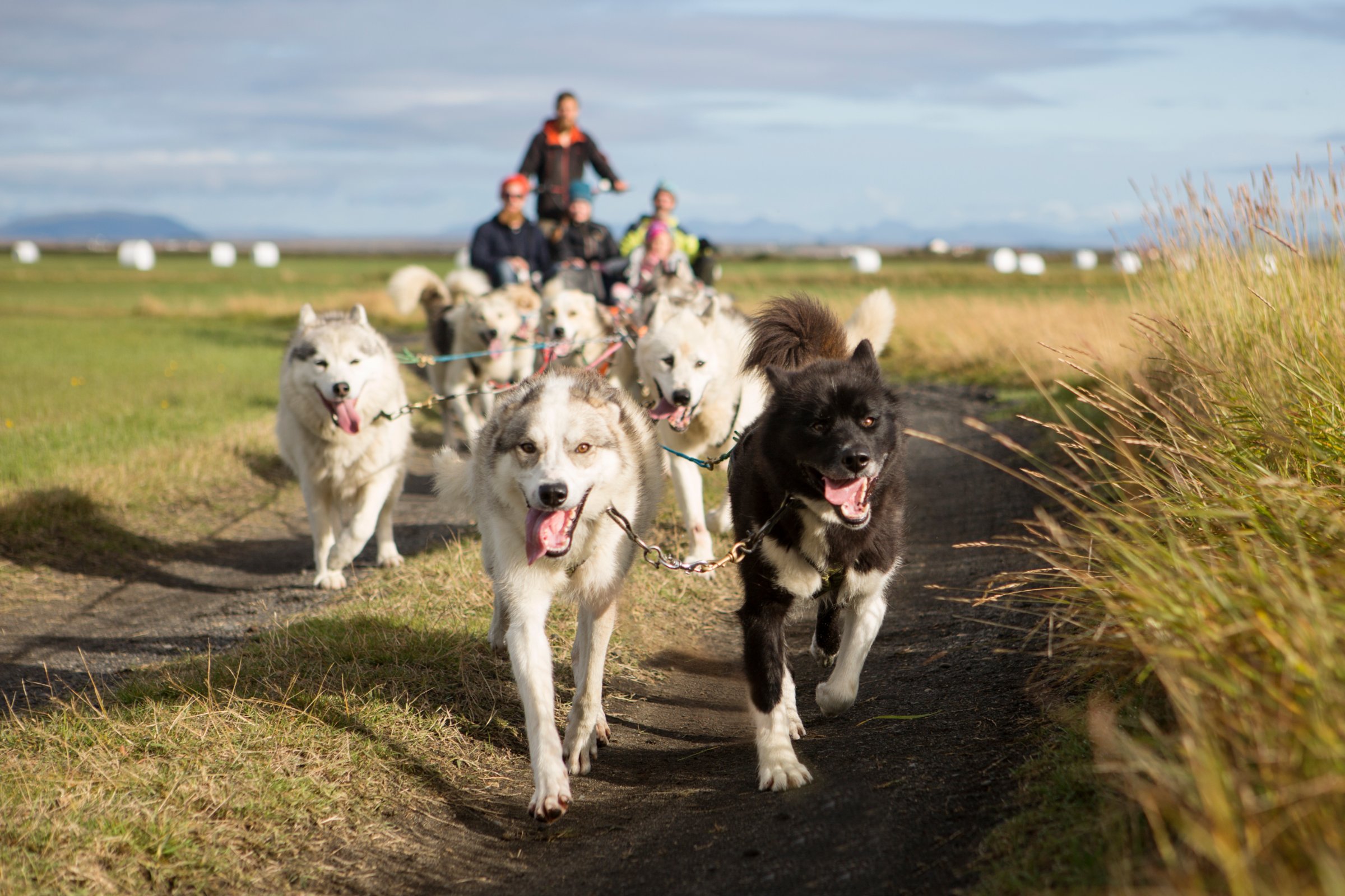 Dogsledding Iceland