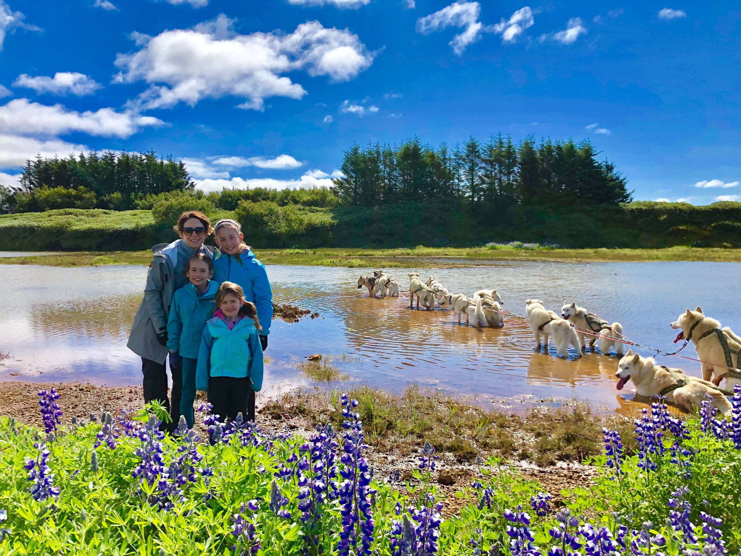 Dogsledding Iceland
