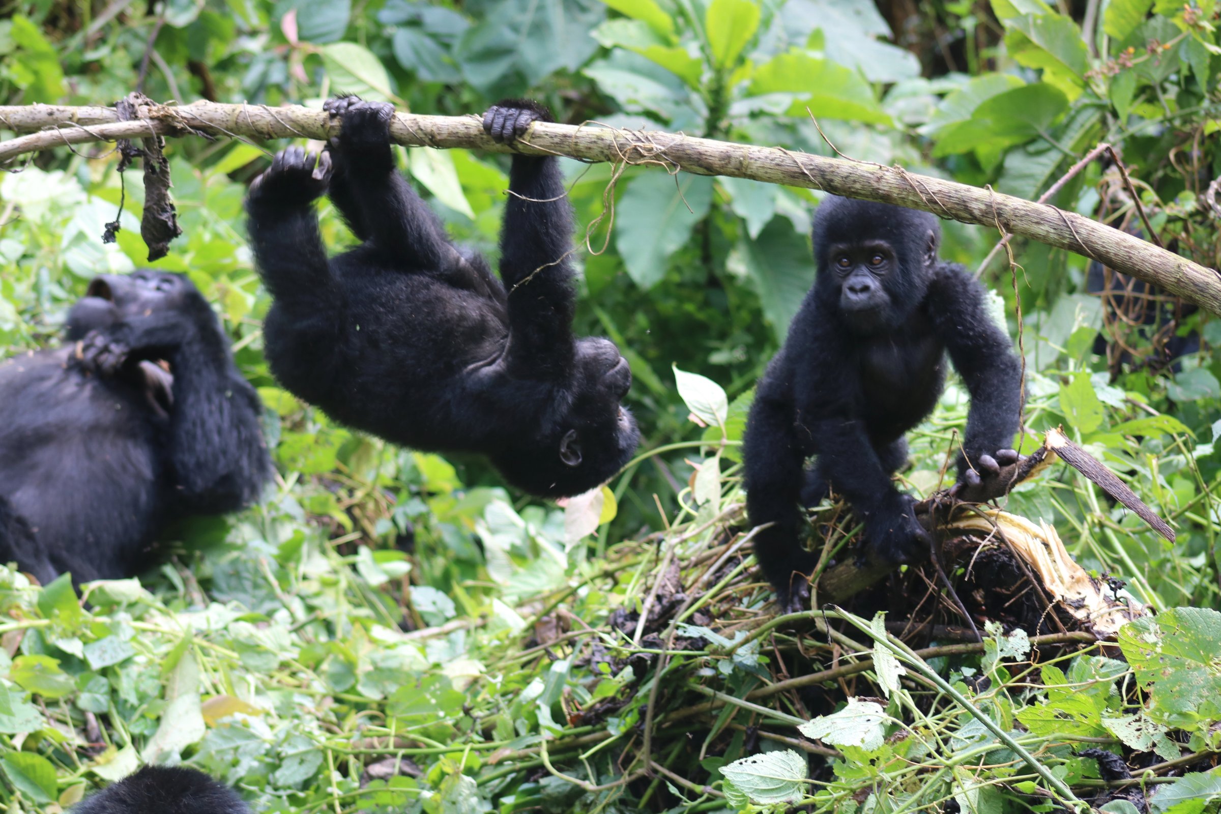 Responsible Gorilla Trips