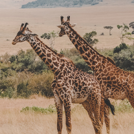 ROOT OF AFRICA KILIMANJARO EXPEDITION