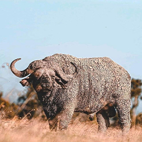 ROOT OF AFRICA KILIMANJARO EXPEDITION