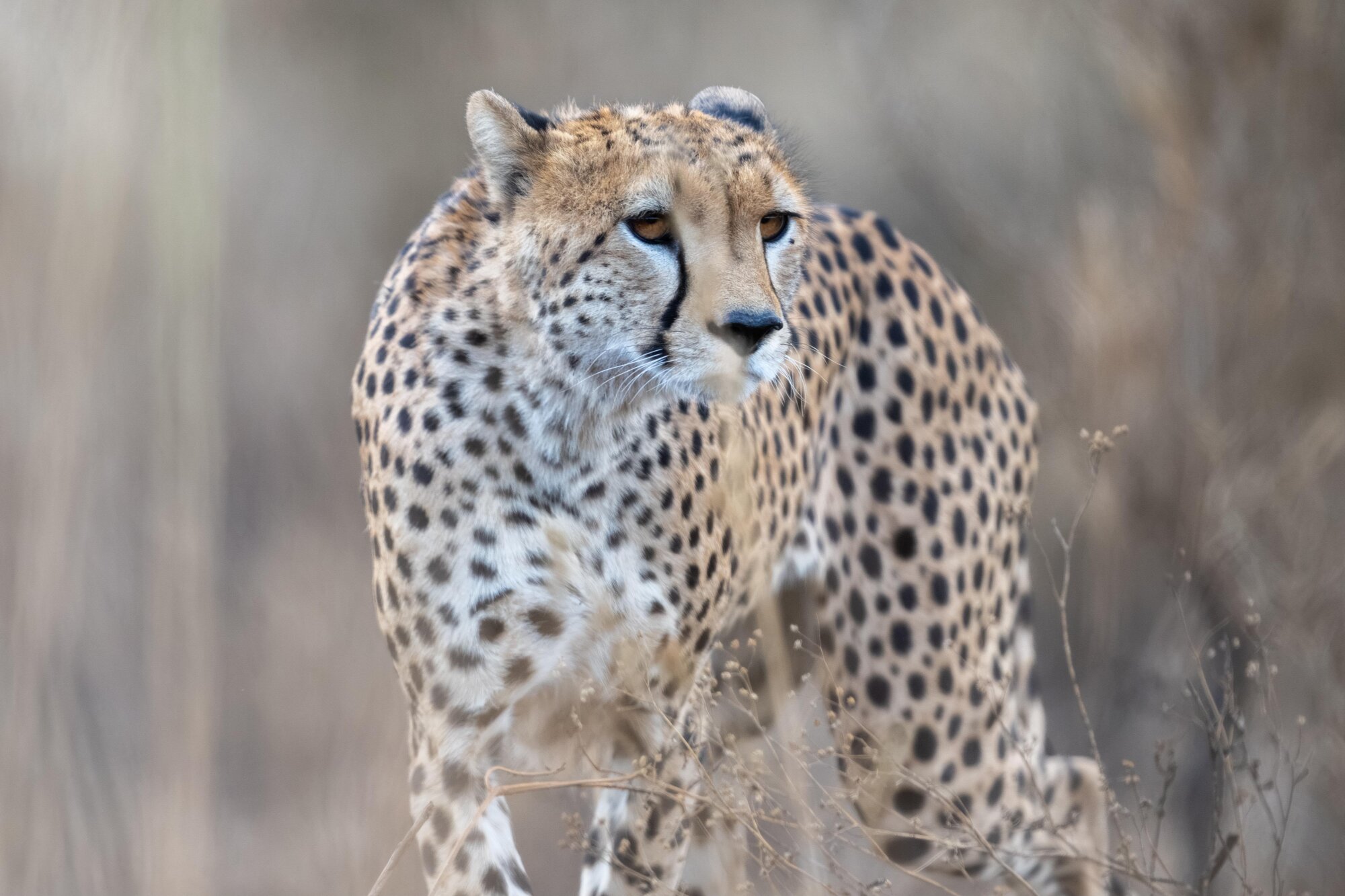 Nature Africa Safaris