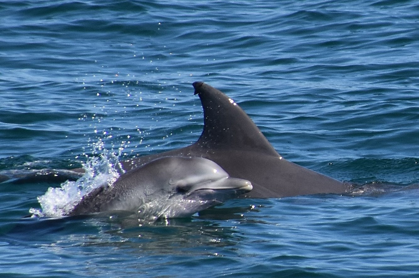 Whale Watch Experience