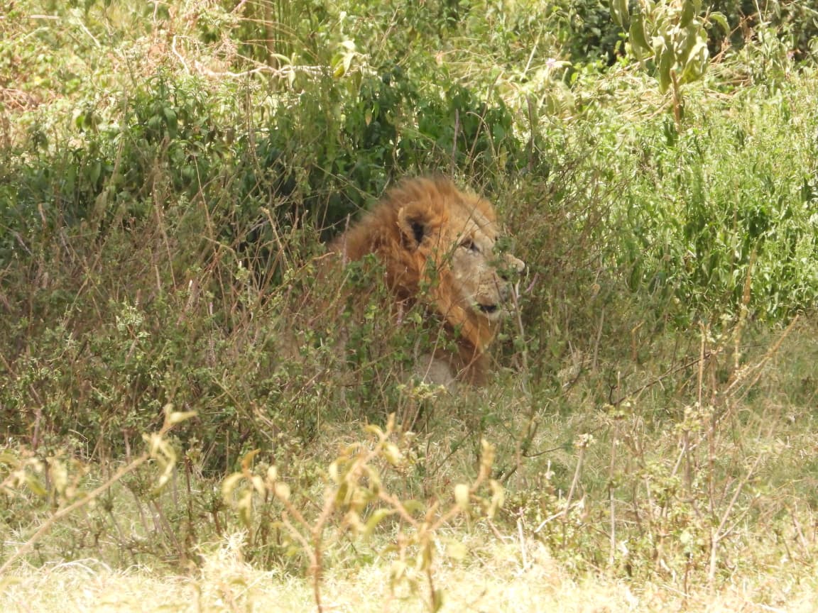 Toto Tembo Safaris