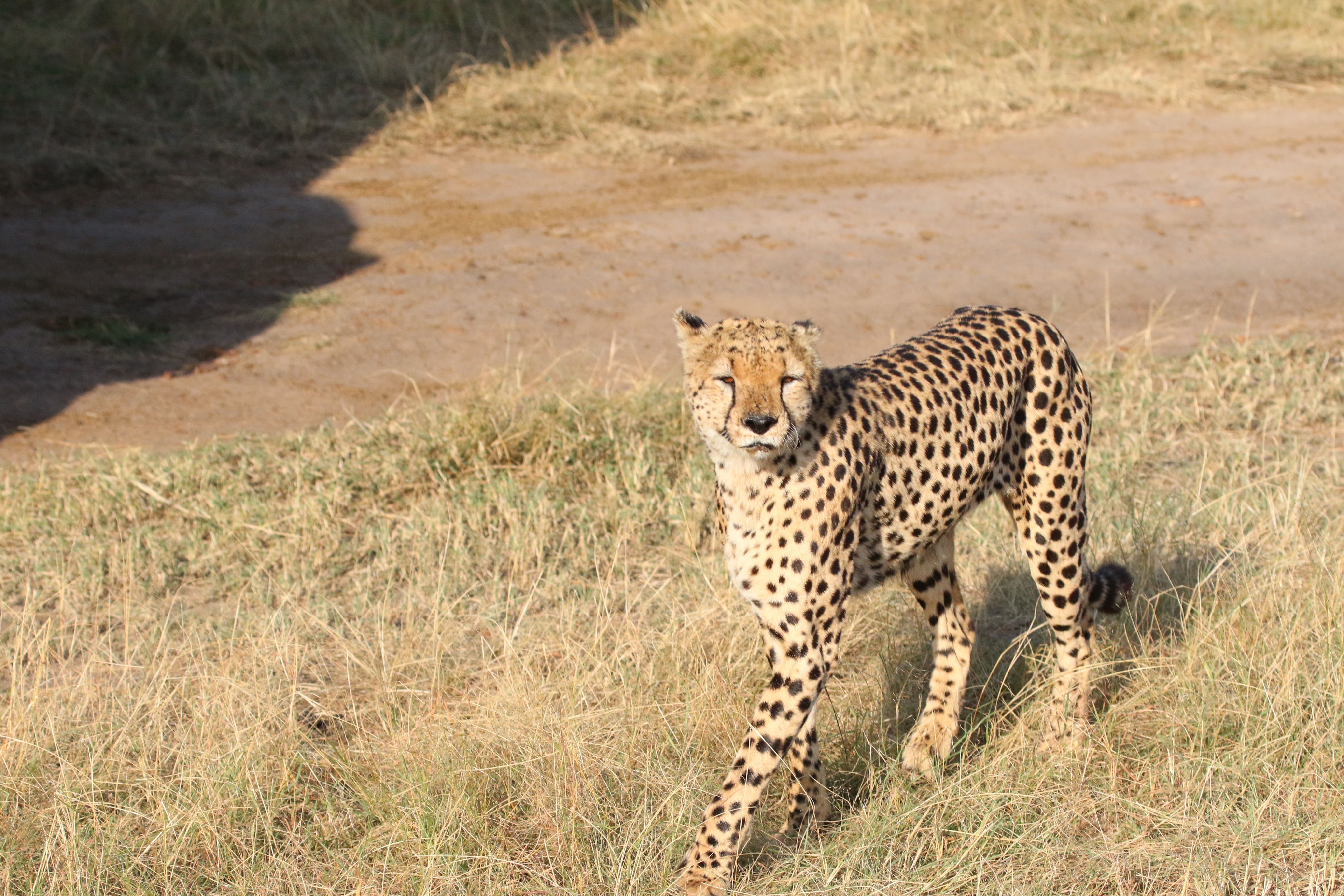 Safirikwetu Tours & Travels Ltd