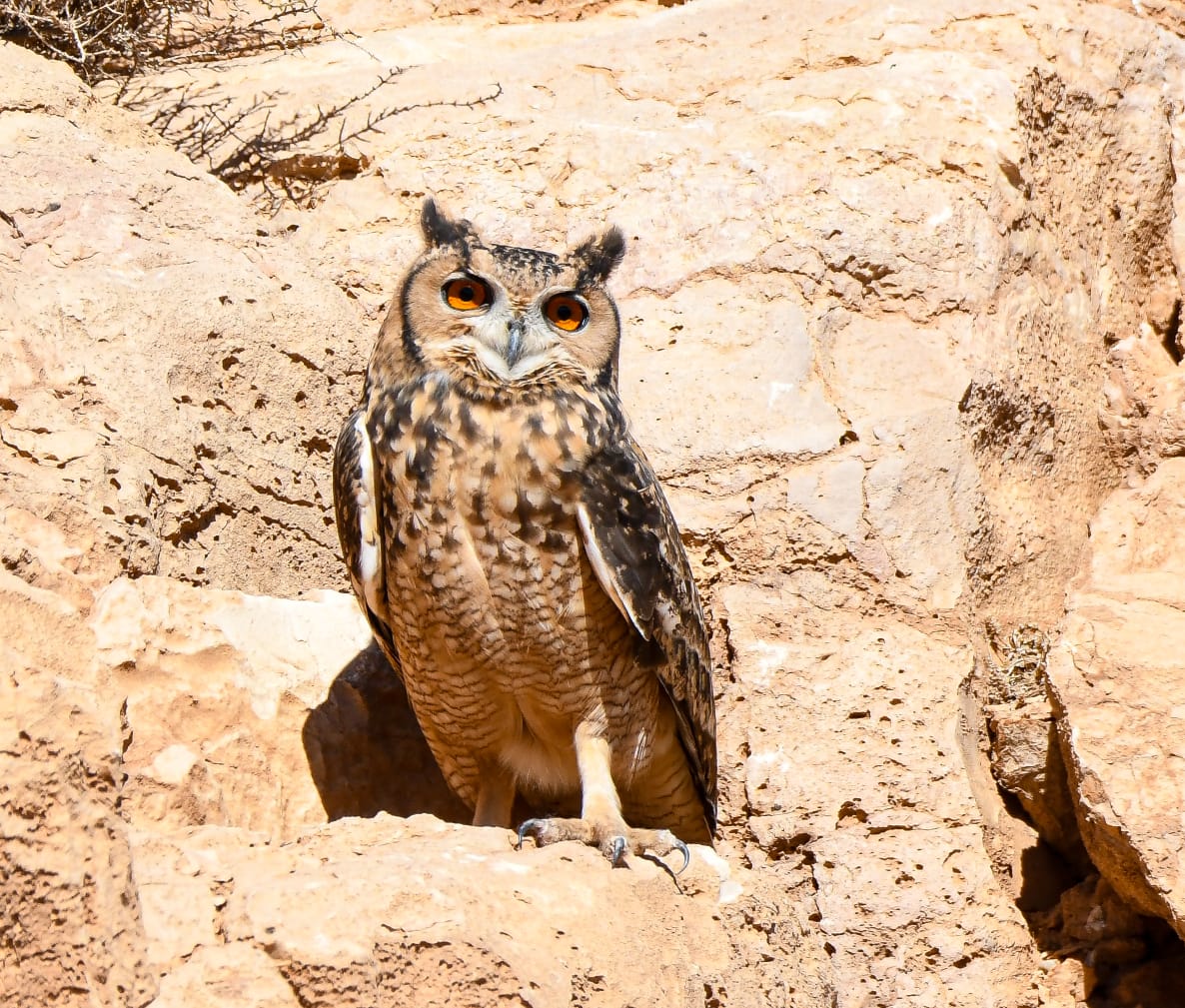 target birders paradise