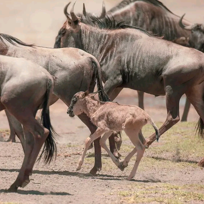 WALTER' TOURS & SAFARIS