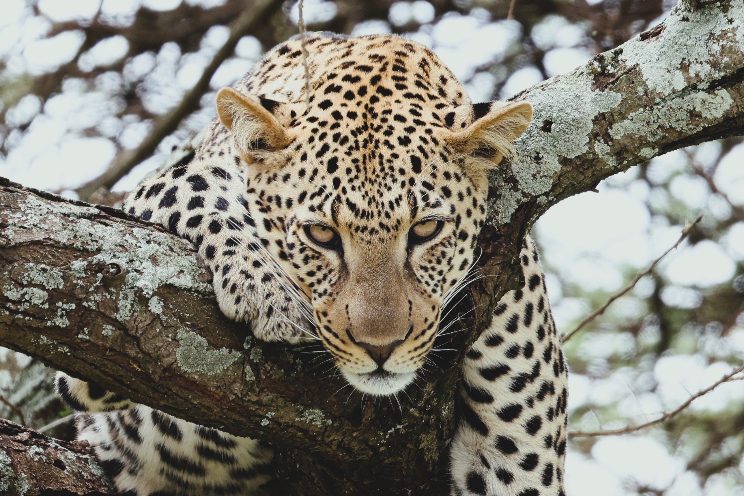 JustAfricaSafari