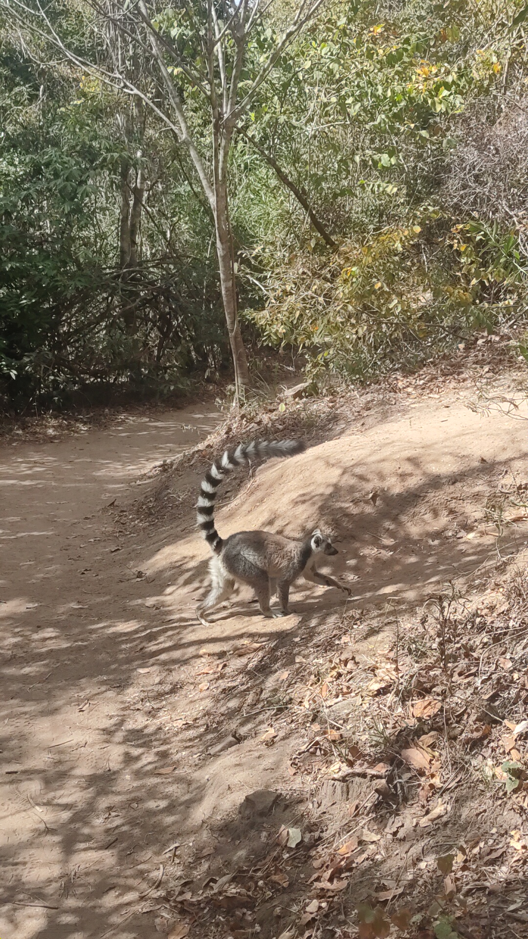 Lonely Dream Tours Madagascar