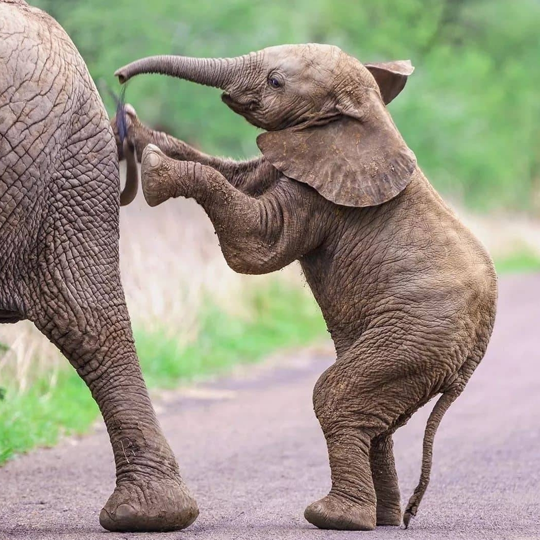 Halal tour and safaris