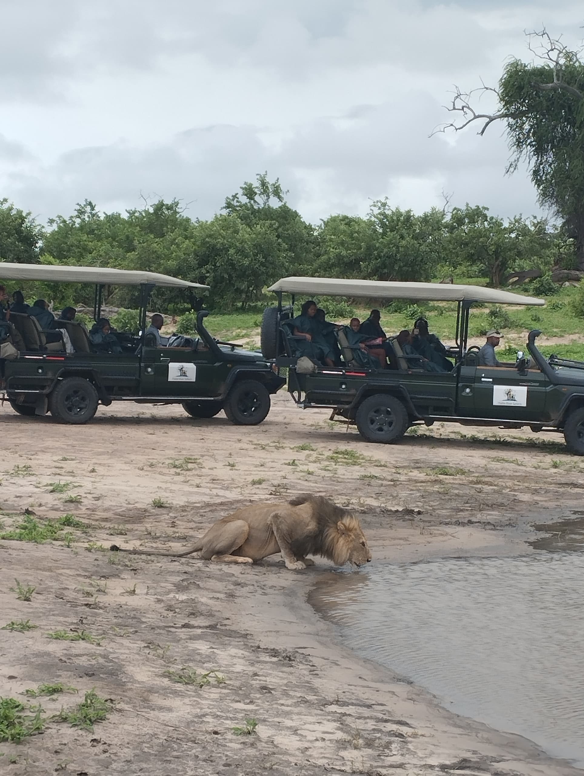 Southern Wild Travel and Tours