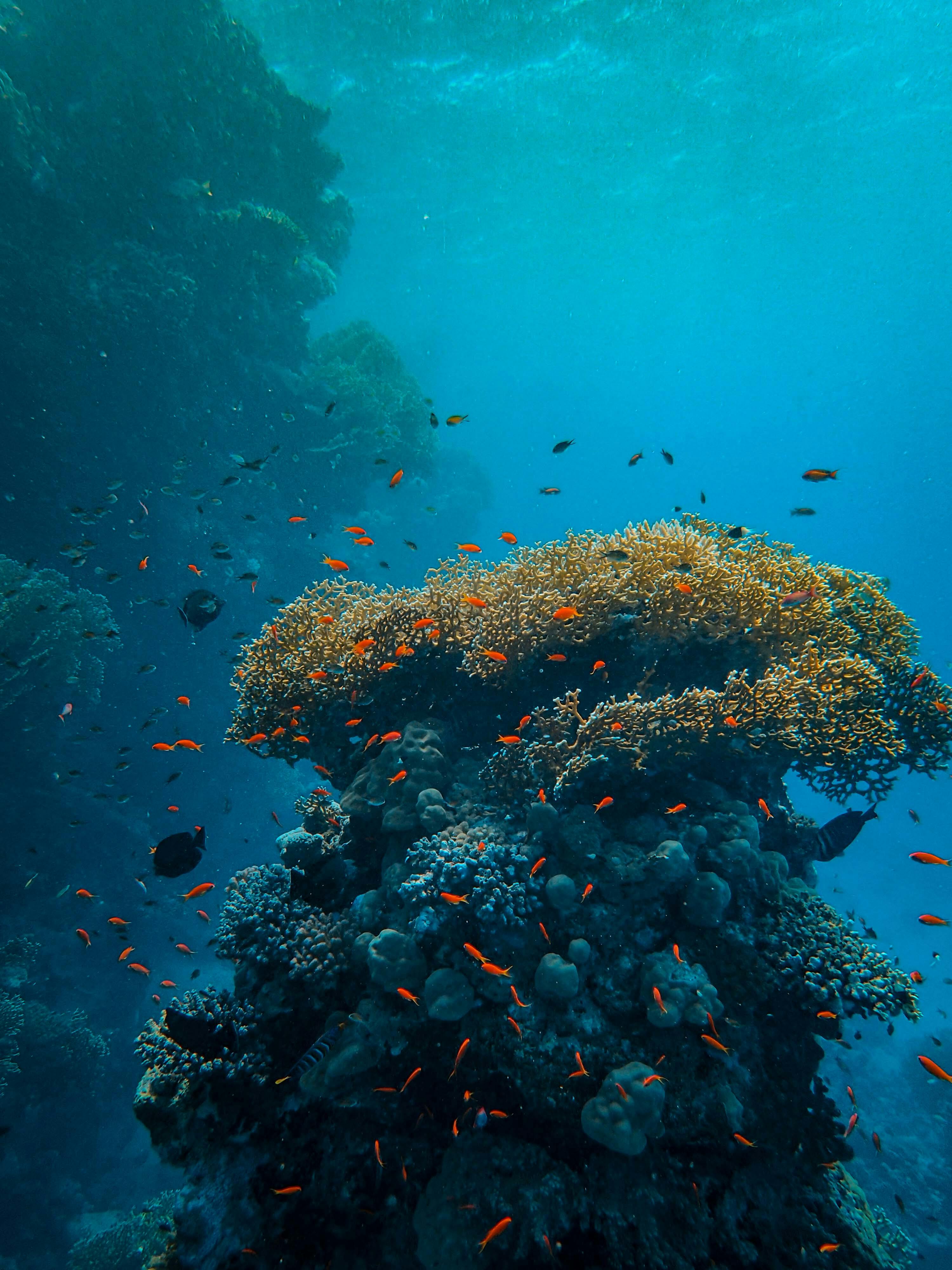 Pilgrim Divers