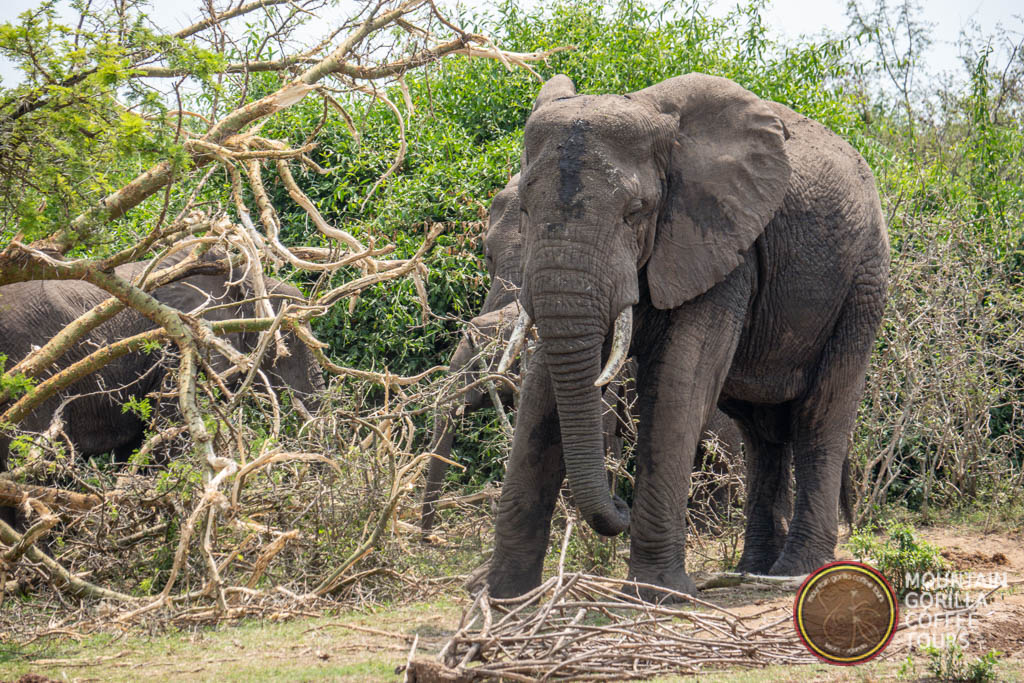 Mountain Gorilla Coffee Tours