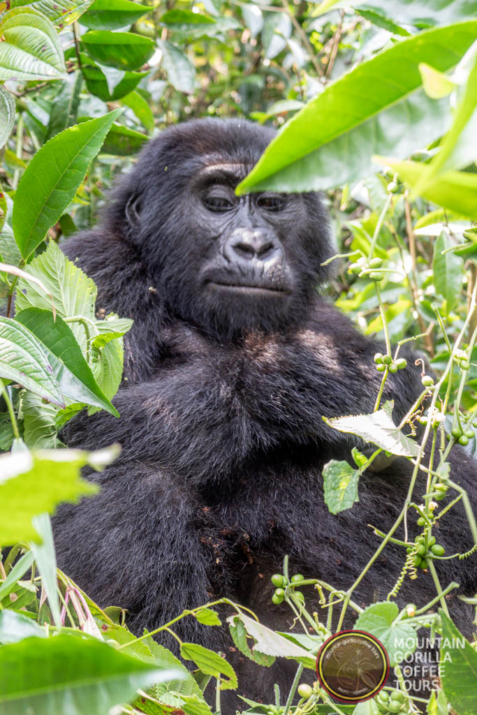 Mountain Gorilla Coffee Tours